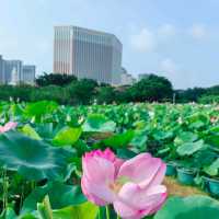 Taipa Wetland Park 