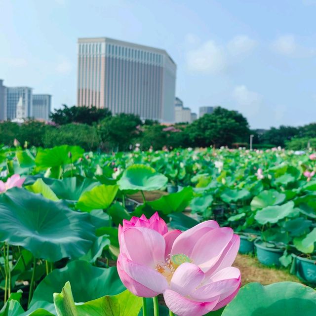 Taipa Wetland Park 