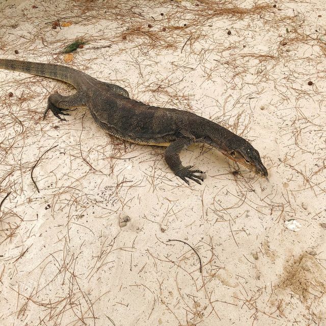 馬來西亞🇲🇾沙巴馬努干島🏝️島上野生動物🦎巨大蜥蜴🦎