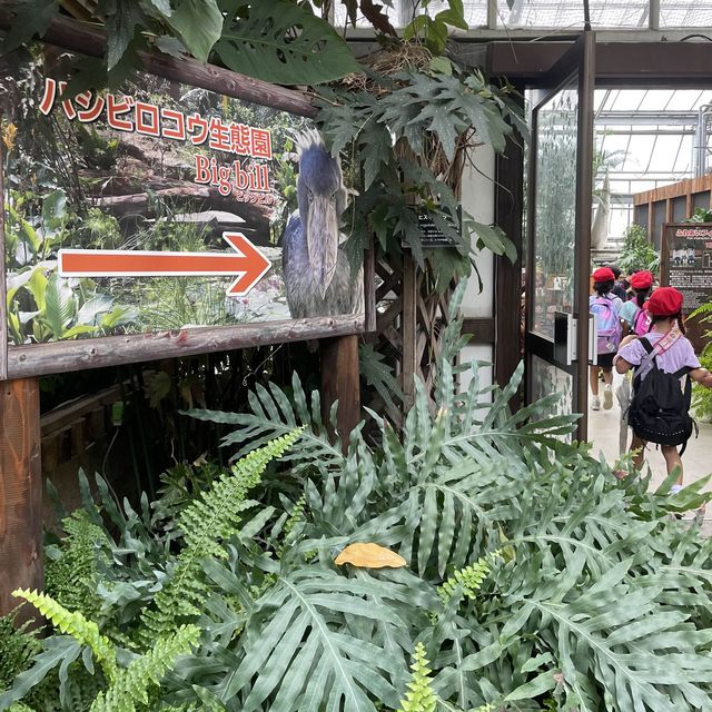 【動物全接觸】神戶動物王國🦚