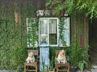 พาน้องหมามาเที่ยวญี่ปุ่นกัน ที่คาเฟ่ระยอง