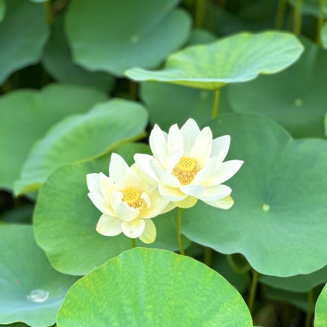 7월의 경주는 연꽃이 피는 곳