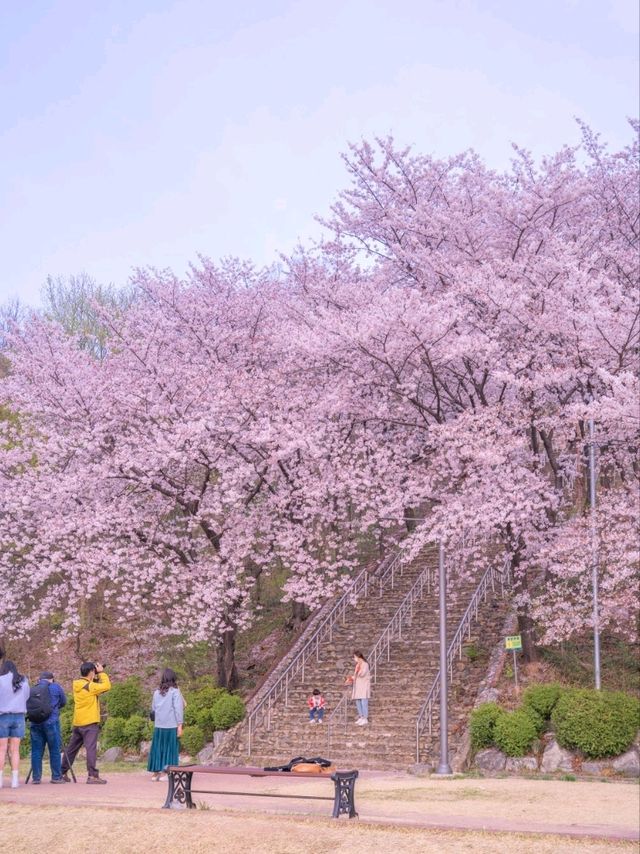 로맨틱한 벚꽃계단 침산공원