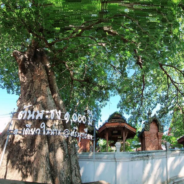 ต้นมะธงพันปี