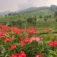 Munnar - Switzerland of India 🇮🇳 