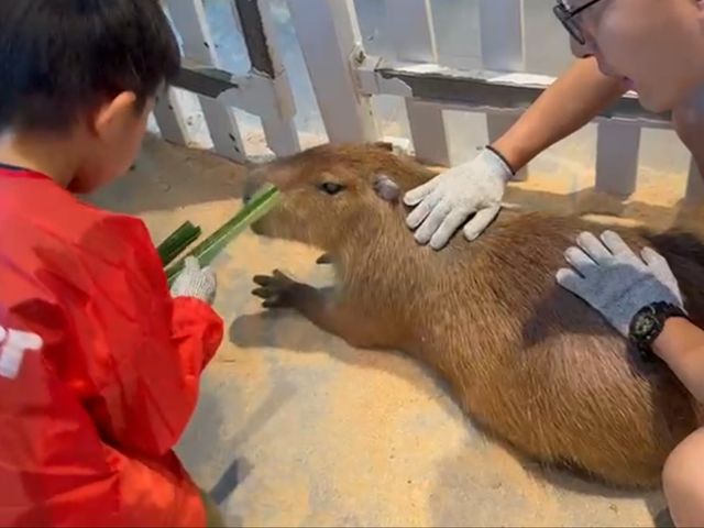 Lollypet萌寵樂園： 與動物零距離的夢幻體驗

