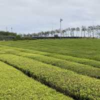 【濟洲】龍頭岩、彩虹海岸、小馬燈塔、綠茶博物館，最後一天濟洲行程必遊！