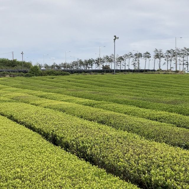 【濟洲】龍頭岩、彩虹海岸、小馬燈塔、綠茶博物館，最後一天濟洲行程必遊！