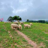 แลนด์มาร์คแห่งใหม่ ถ่ายรูปกับน้องแกะน่ารักๆบนดอย🐑🐏