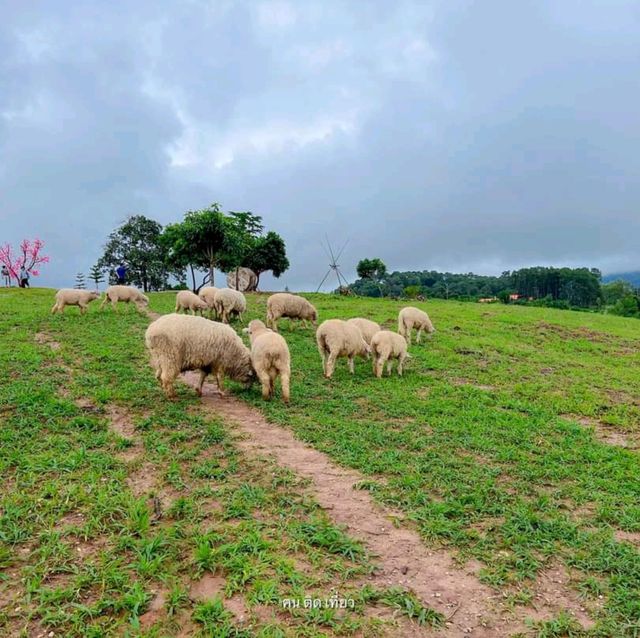 แลนด์มาร์คแห่งใหม่ ถ่ายรูปกับน้องแกะน่ารักๆบนดอย🐑🐏