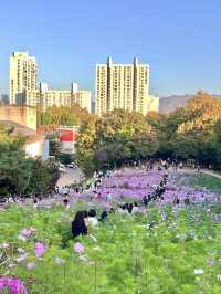 가을 코스모스 구경은 올림픽공원에서🌼