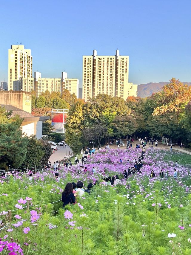 가을 코스모스 구경은 올림픽공원에서🌼
