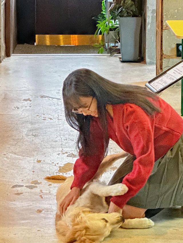 거꾸로 트리와 귀염둥이 만두가 반겨주는 청주 카페🎄♥️
