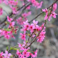 東涌觀景山睇樱花🌸