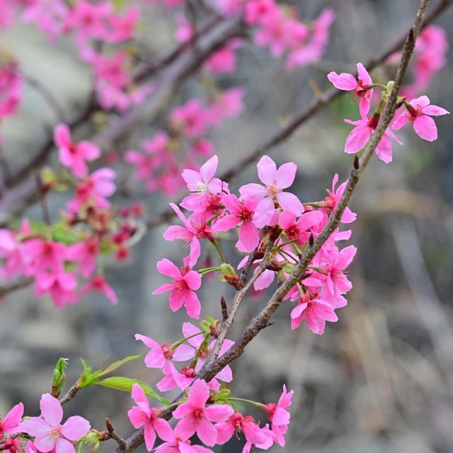 東涌觀景山睇樱花🌸