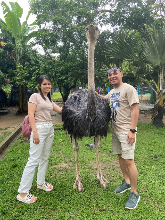 P.D. Ostrich Show Farm