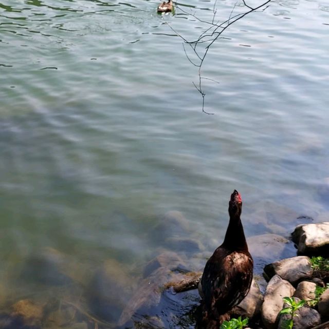 追尋宜蘭梅花湖的可愛鴨鴨🦆，環湖車車超古錐😍
