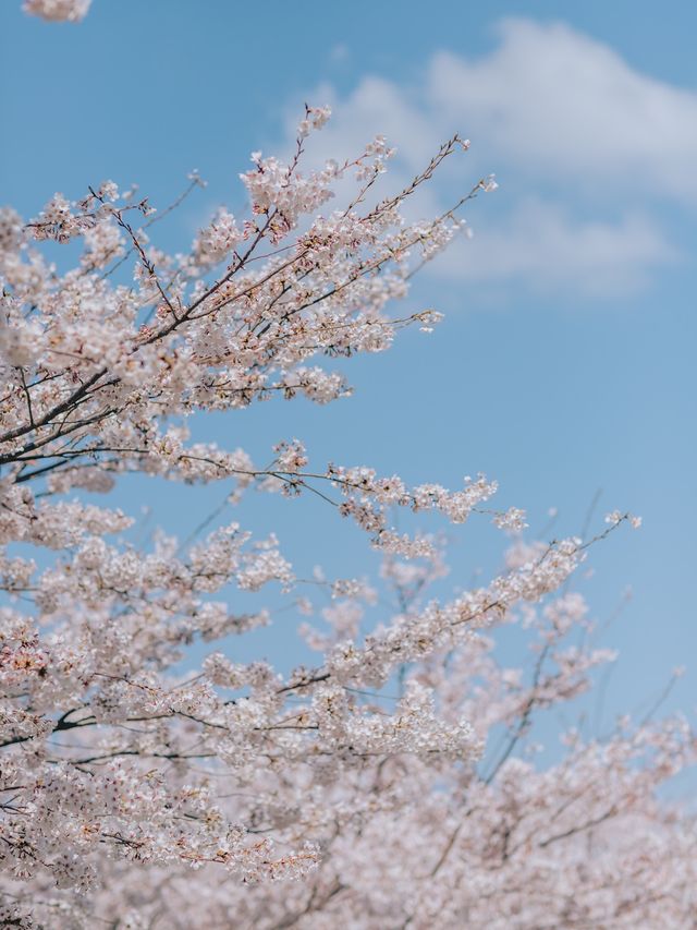 나만 알고싶은 부산 벚꽃 명소, 황령산