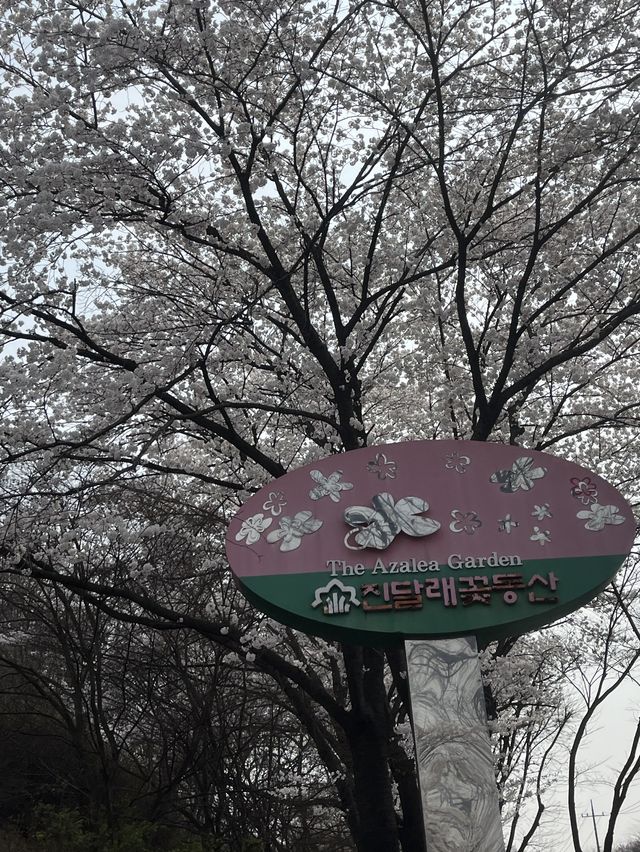 🌸이번년도 봄에는 부천 진달래꽃동산에서 진달래꽃 구경🌸