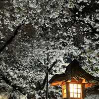 Nice Sakura Shrine near Shinjuku station