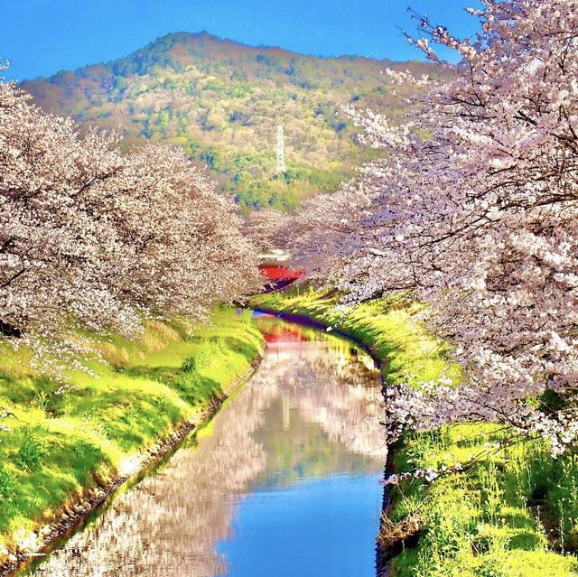三水川桜ロード