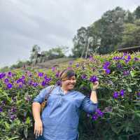 ขึ้นดอย ลุยคาเฟ่ หาหมอก แวะสันเขื่อน ณ เชียงใหม่
