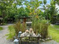พาน้องหมามาเที่ยวญี่ปุ่นกัน ที่คาเฟ่ระยอง