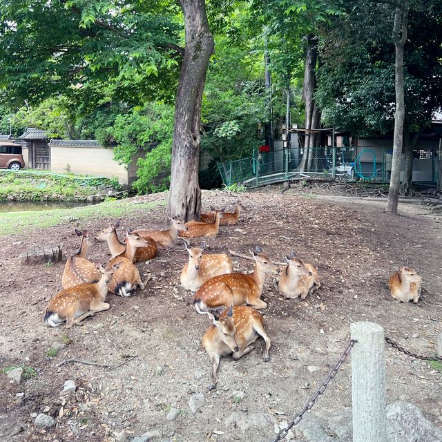 Nara Deer Park Review