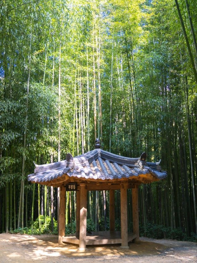 올 여름 죽녹원가야하는이유:)