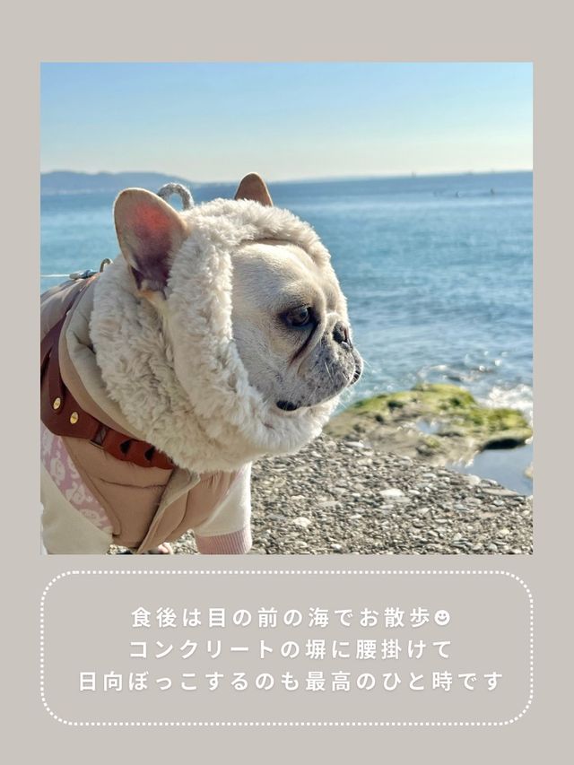 【鎌倉】わんこと行ける海沿いランチ🌴