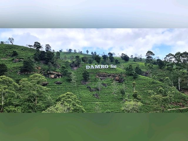 🇱🇰 Tea Factory Tour @ Damro Labookellie Tea Lounge 