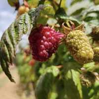 Rocky Creek Strawberry Farm