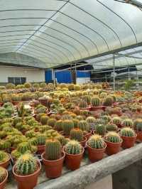 Variety of Cactus in Cameron Highland 