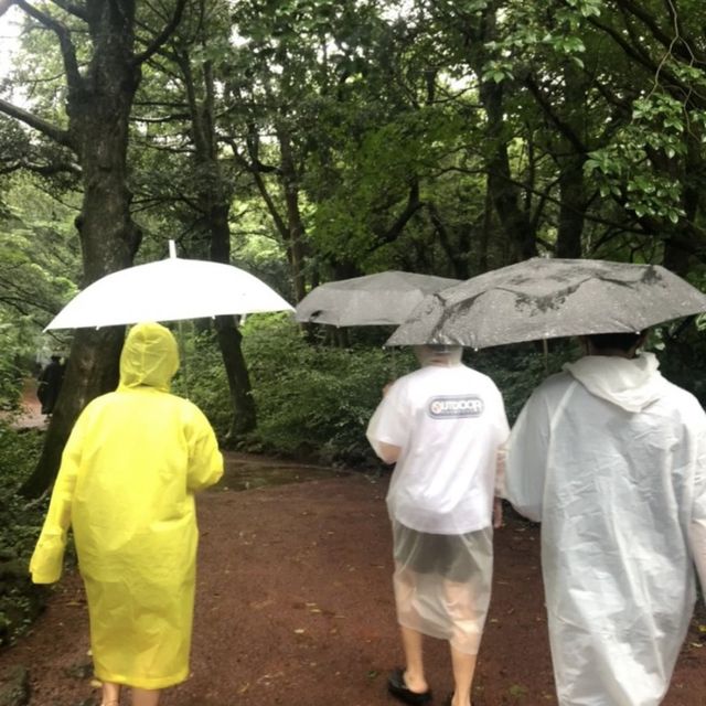 비가오면 더욱 운치있는 제주 비자림 ☔️🌳