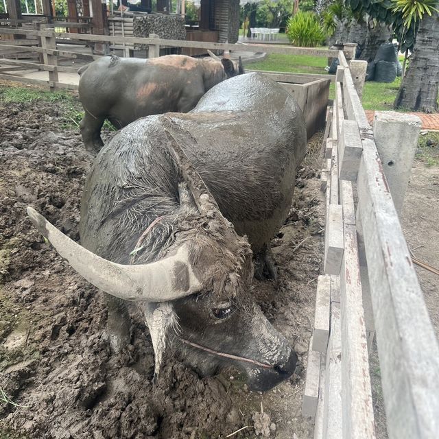 The Buffalo Amphawa