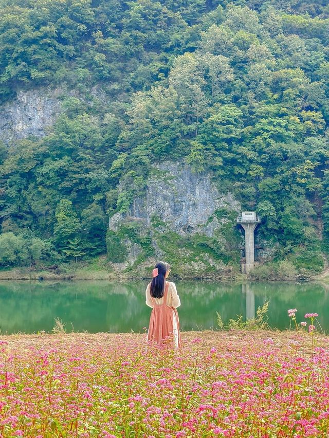 분홍빛 홍메밀 가득 핀 영월의 가을💖