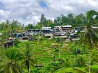 Ceking Rice Terrace 