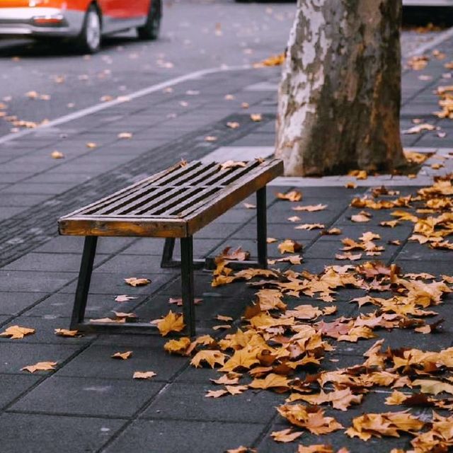 Experience amazing leaves falls in Shanghai