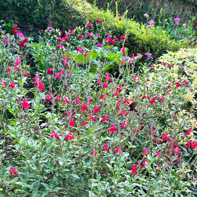 Jeju herb garden