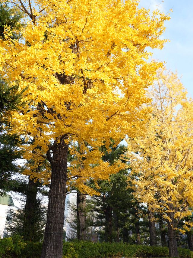 最美的風景，就是跟家人逛的秋葉🍂