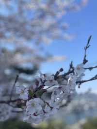 熱海でお花見するならここ！熱海の絶景を一望できる熱海城！