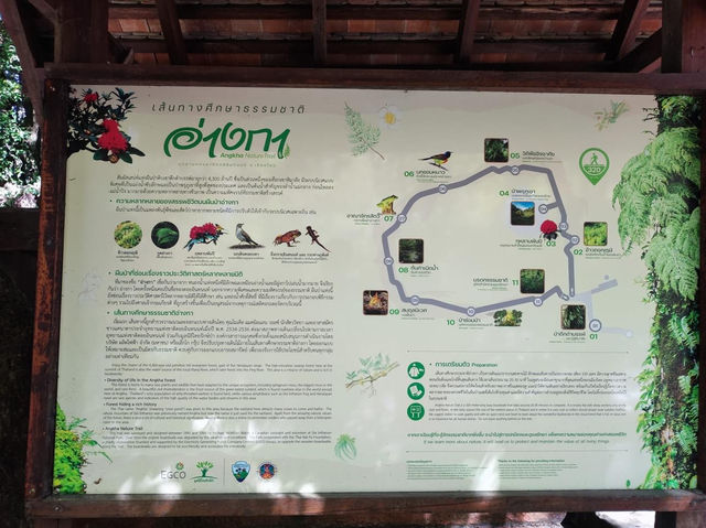 สัมผัสป่าดึกดำบรรพ์ อาลีซานเมืองไทย 🌲🌲🌲