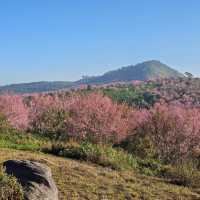 ไปหมู่บ้านสีชมพู ดูซากุระเมืองไทย 🌸