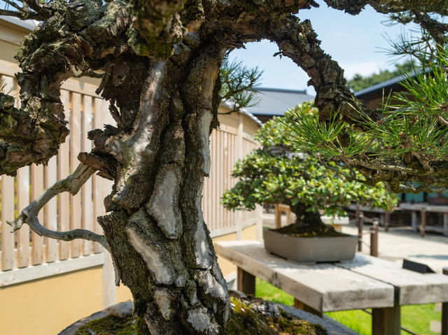 Bonsai Art Museum in Saitama