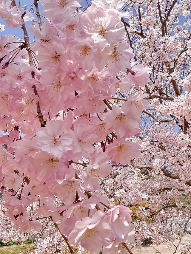 Ikutagawa River's Cherry Trees 