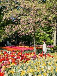 Tulip garden in Amsterdam 💐🌷