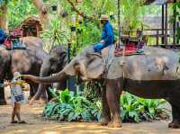 The Pattaya Elephant Village