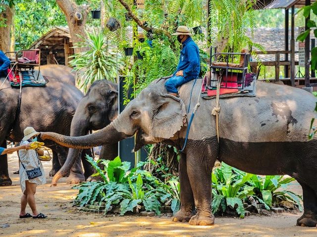 The Pattaya Elephant Village