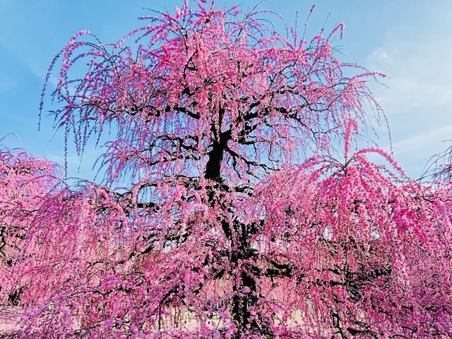 Suzuka forest garden 