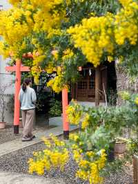 【東京】蔵前神社の早咲き桜とミモザの絶景コラボ